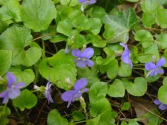 Poudre de Plante médicinale de Violette (fleur), Viola odorata