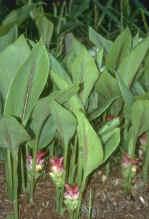 Plante médicinale de Zédoaire (racine), Curcuma zedoaria BIO