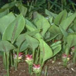 HUILE ESSENTIELLE de Zedoaire (Curcuma zedoaria)
